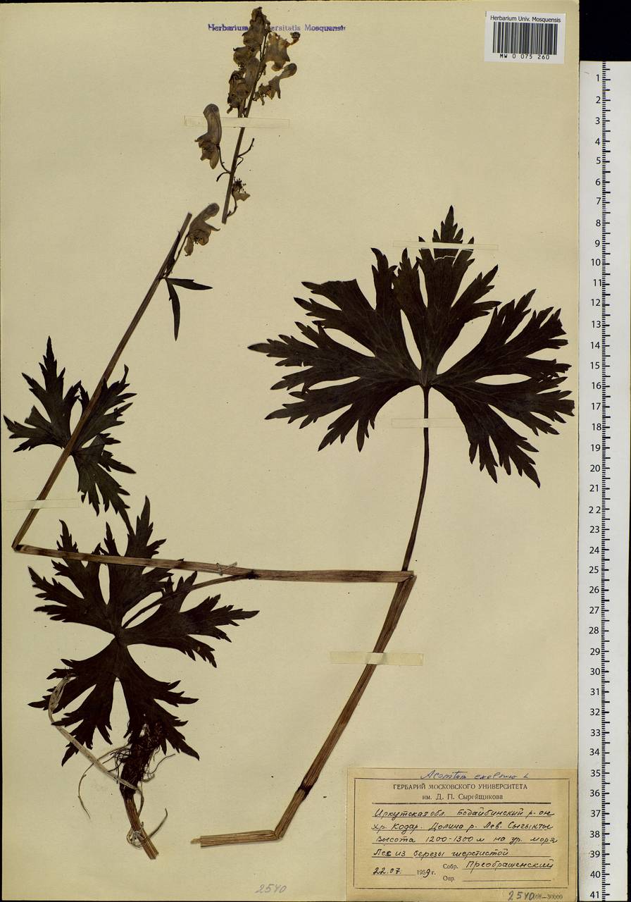 Aconitum septentrionale Koelle, Siberia, Baikal & Transbaikal region (S4) (Russia)