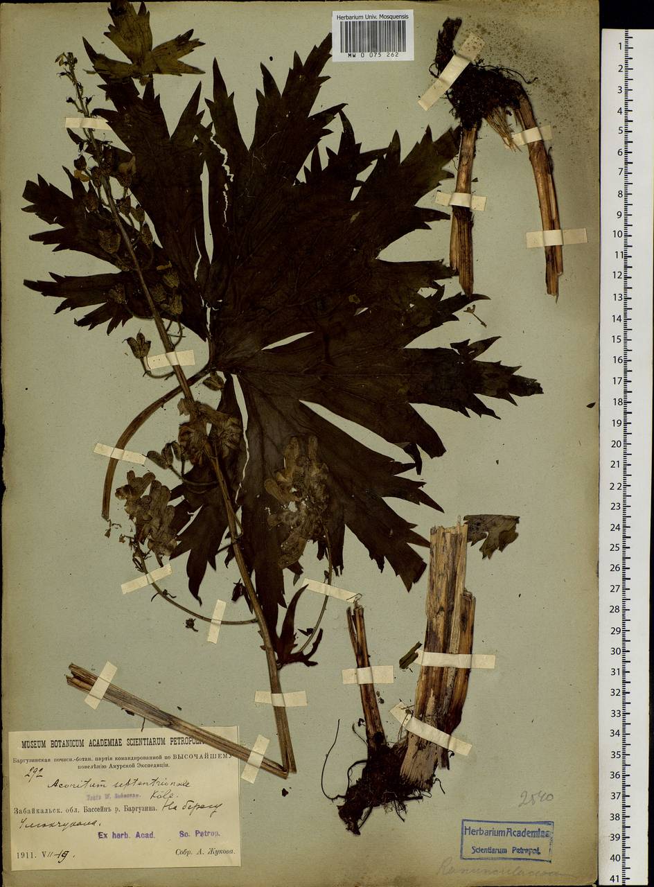 Aconitum septentrionale Koelle, Siberia, Baikal & Transbaikal region (S4) (Russia)