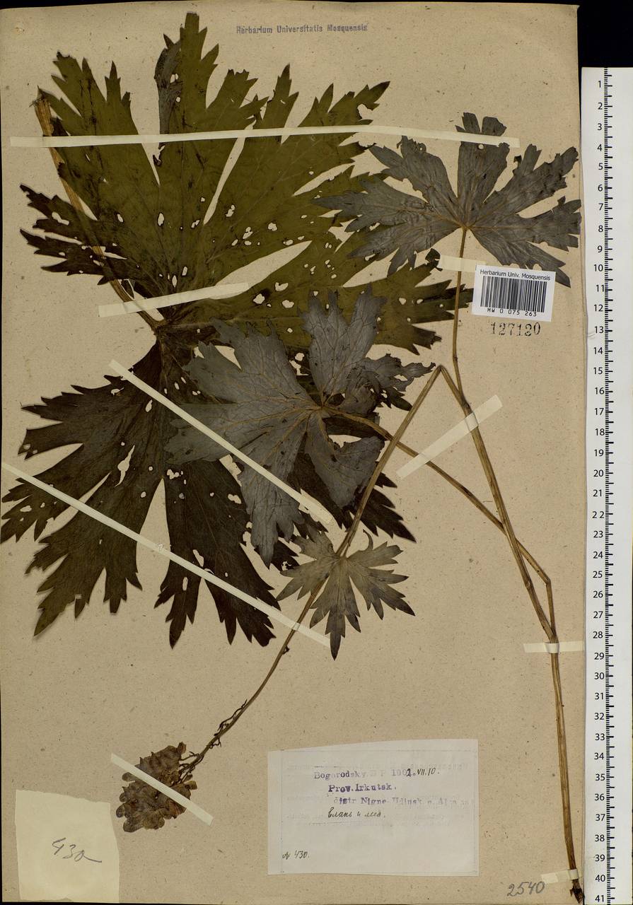 Aconitum septentrionale Koelle, Siberia, Baikal & Transbaikal region (S4) (Russia)