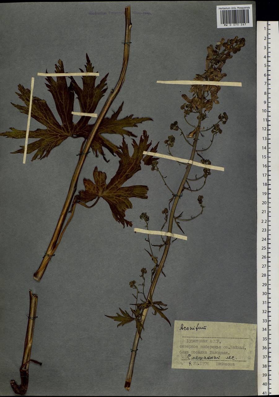 Aconitum septentrionale Koelle, Siberia, Baikal & Transbaikal region (S4) (Russia)