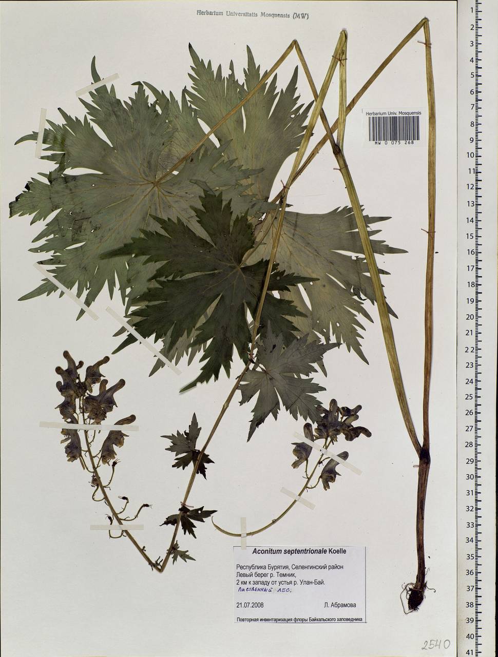 Aconitum septentrionale Koelle, Siberia, Baikal & Transbaikal region (S4) (Russia)