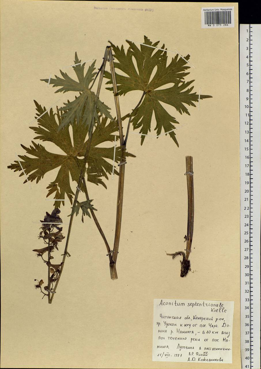 Aconitum septentrionale Koelle, Siberia, Baikal & Transbaikal region (S4) (Russia)