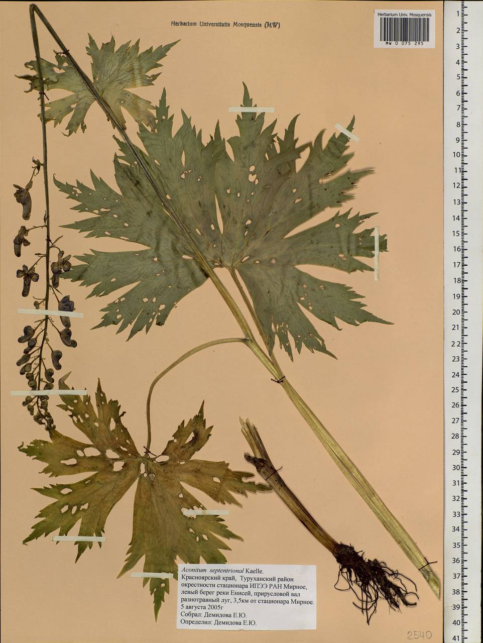 Aconitum septentrionale Koelle, Siberia, Central Siberia (S3) (Russia)