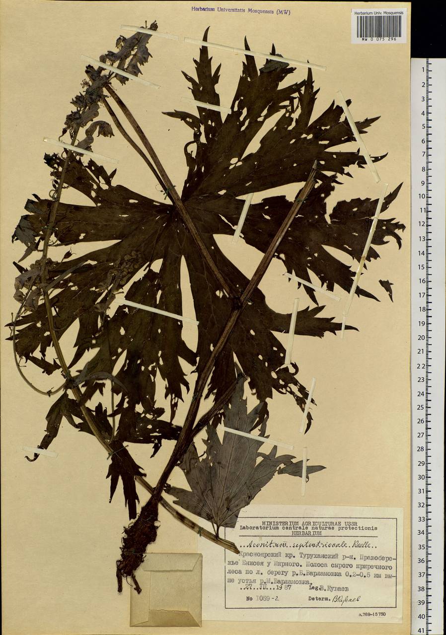 Aconitum septentrionale Koelle, Siberia, Central Siberia (S3) (Russia)