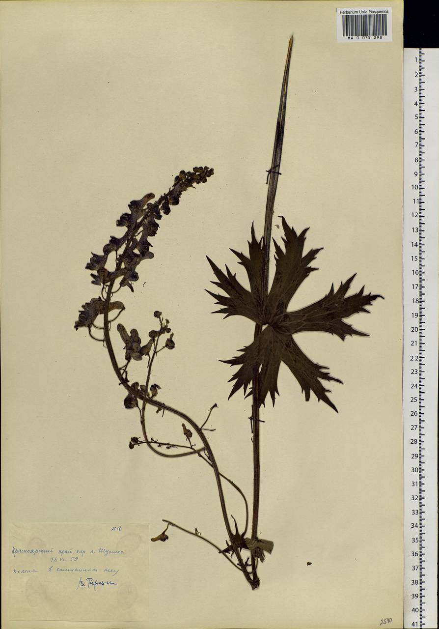 Aconitum septentrionale Koelle, Siberia, Central Siberia (S3) (Russia)