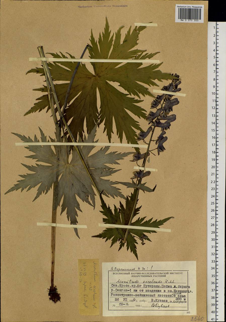 Aconitum septentrionale Koelle, Siberia, Central Siberia (S3) (Russia)