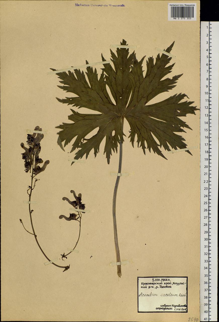 Aconitum septentrionale Koelle, Siberia, Central Siberia (S3) (Russia)