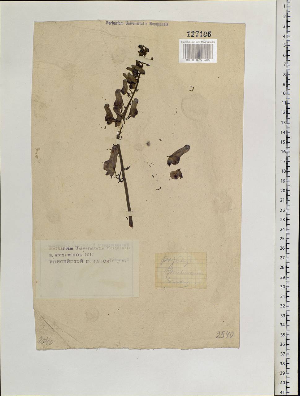 Aconitum septentrionale Koelle, Siberia, Central Siberia (S3) (Russia)