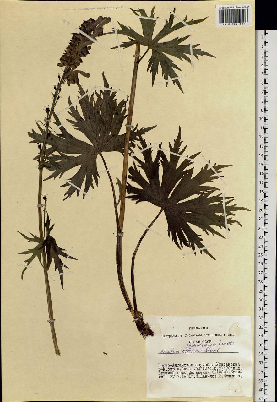 Aconitum septentrionale Koelle, Siberia, Altai & Sayany Mountains (S2) (Russia)