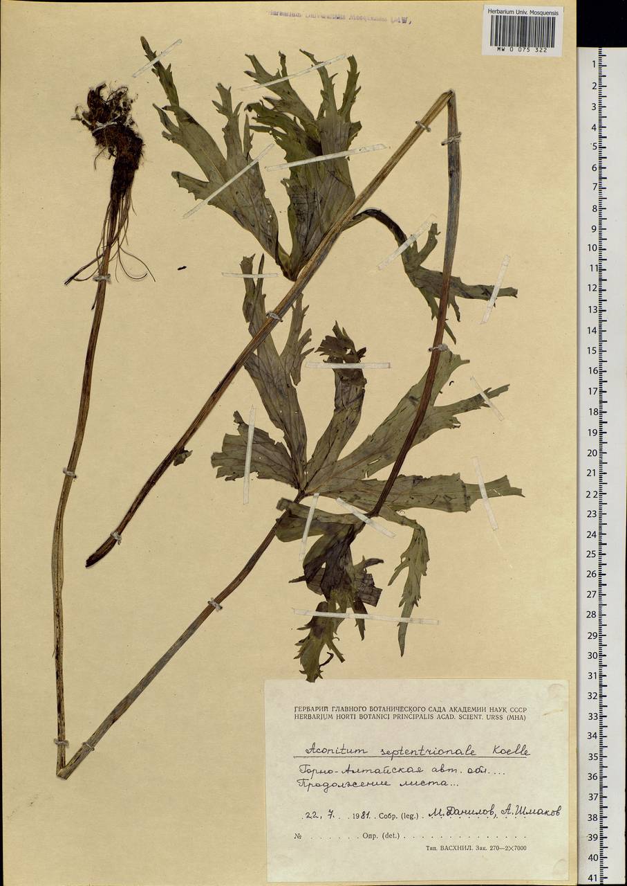 Aconitum septentrionale Koelle, Siberia, Altai & Sayany Mountains (S2) (Russia)