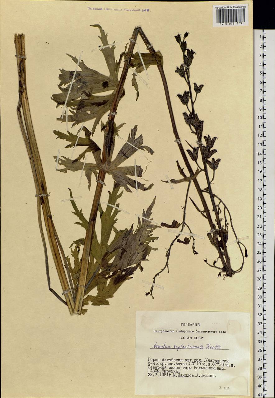 Aconitum septentrionale Koelle, Siberia, Altai & Sayany Mountains (S2) (Russia)