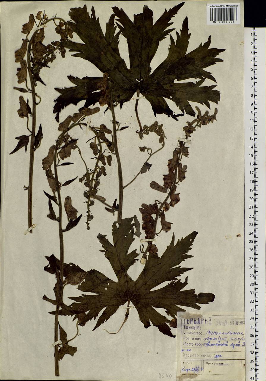 Aconitum septentrionale Koelle, Siberia, Altai & Sayany Mountains (S2) (Russia)
