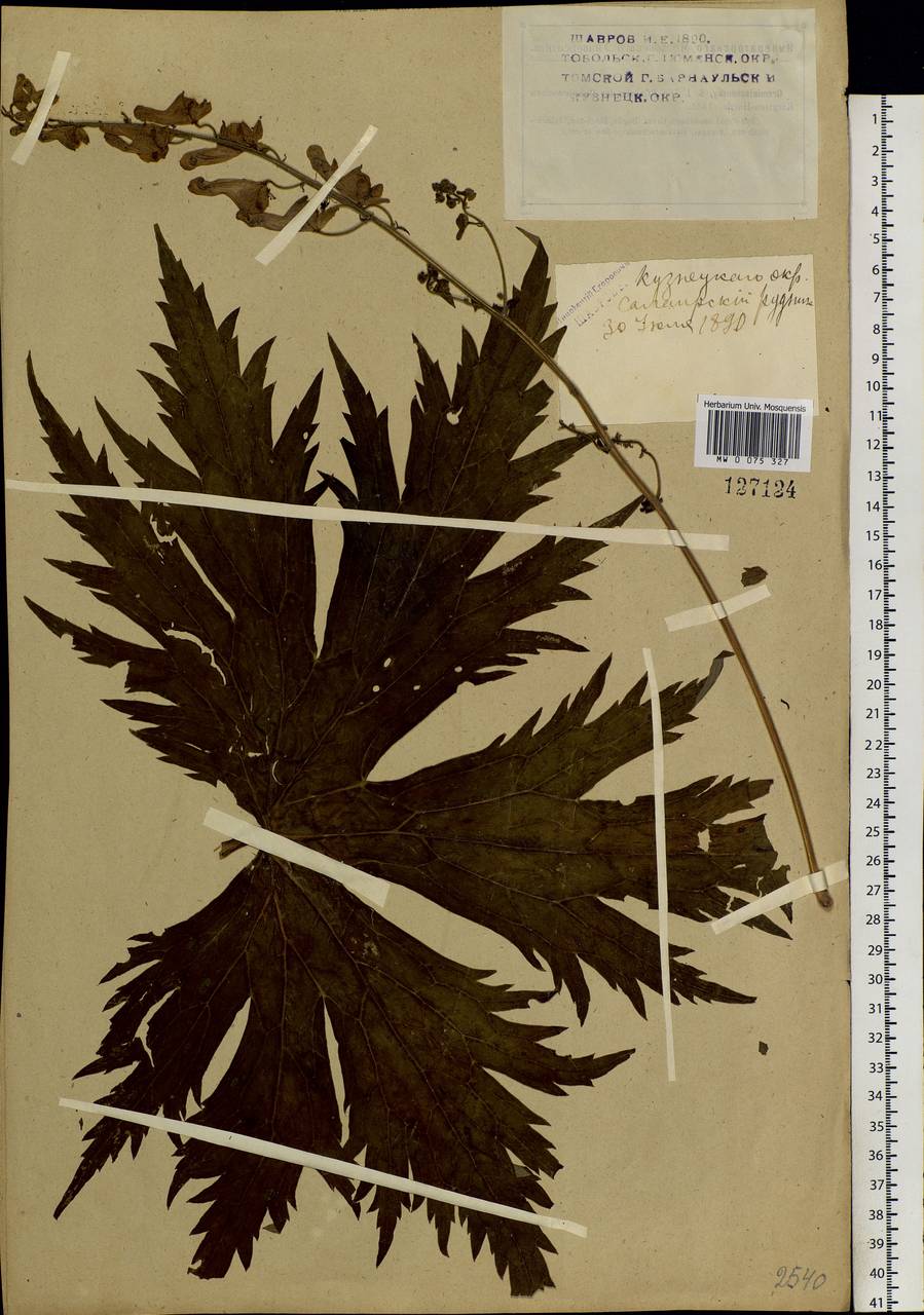 Aconitum septentrionale Koelle, Siberia, Altai & Sayany Mountains (S2) (Russia)