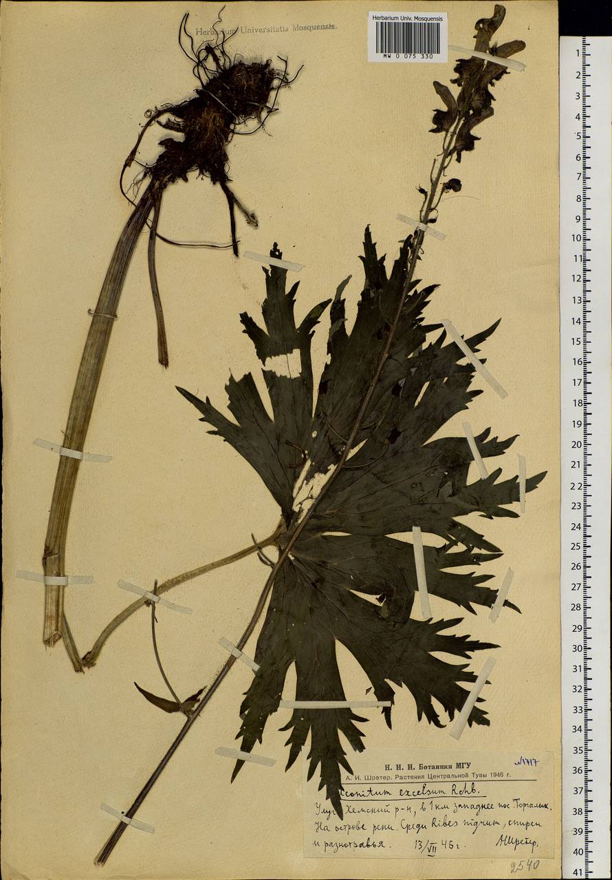 Aconitum septentrionale Koelle, Siberia, Altai & Sayany Mountains (S2) (Russia)