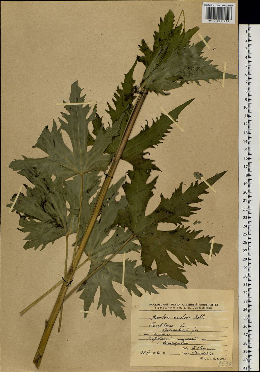 Aconitum septentrionale Koelle, Siberia, Altai & Sayany Mountains (S2) (Russia)