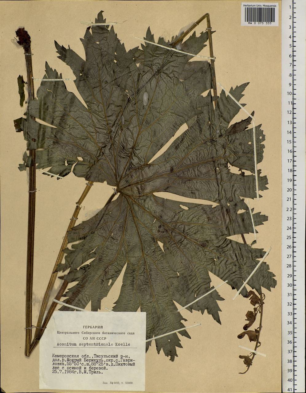 Aconitum septentrionale Koelle, Siberia, Altai & Sayany Mountains (S2) (Russia)