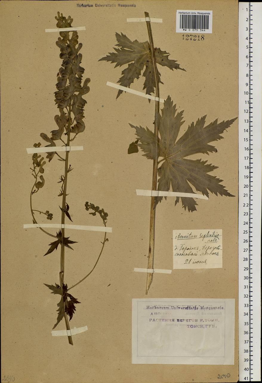 Aconitum septentrionale Koelle, Siberia, Western Siberia (S1) (Russia)