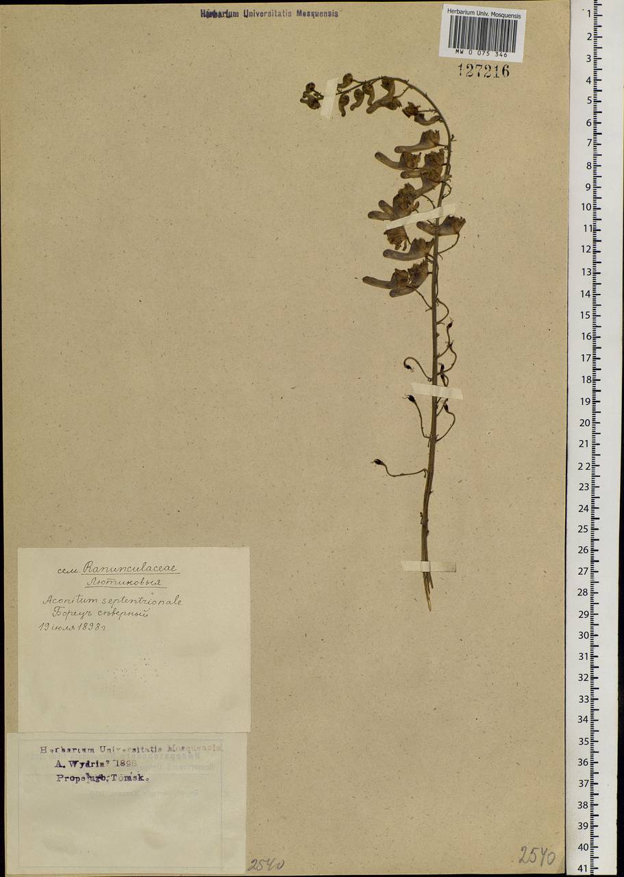 Aconitum septentrionale Koelle, Siberia, Western Siberia (S1) (Russia)