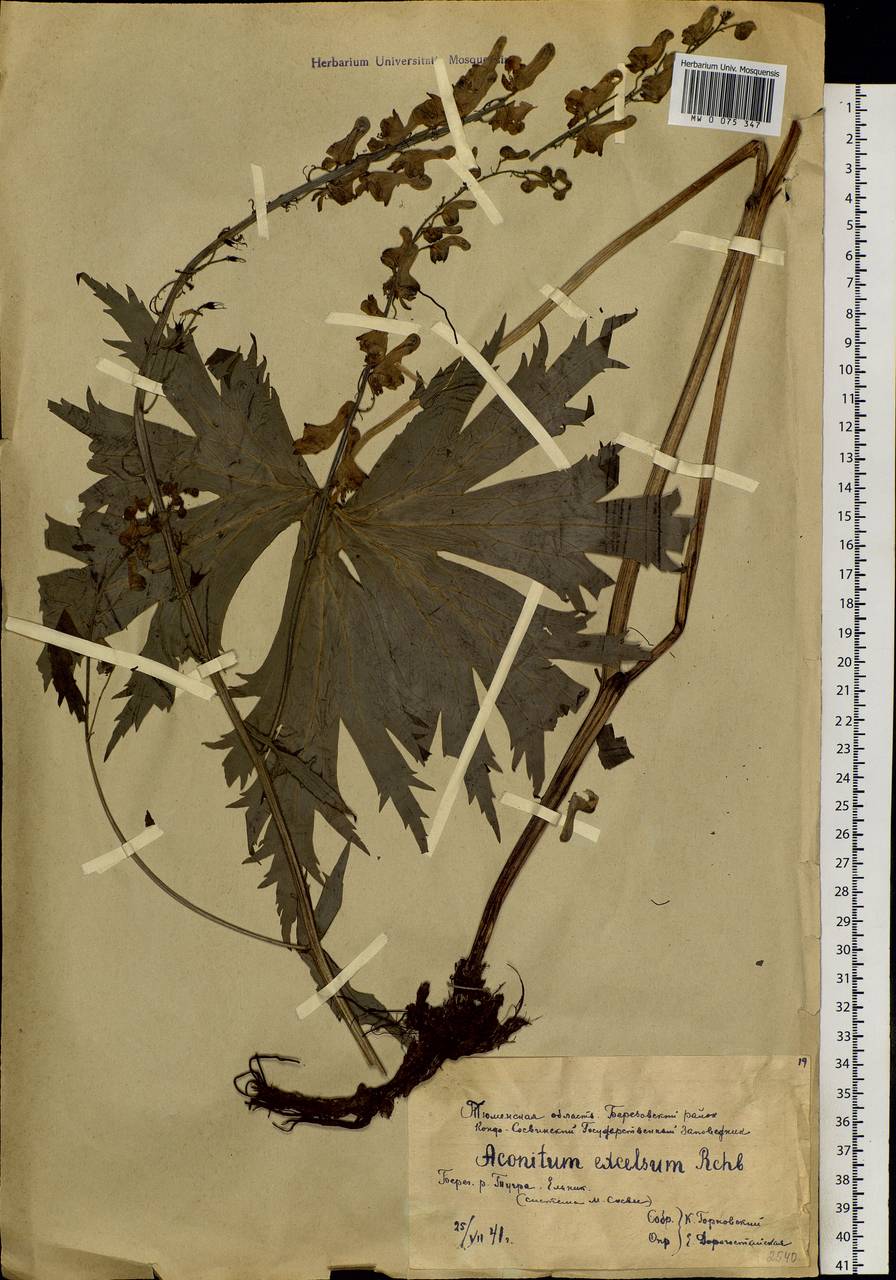 Aconitum septentrionale Koelle, Siberia, Western Siberia (S1) (Russia)