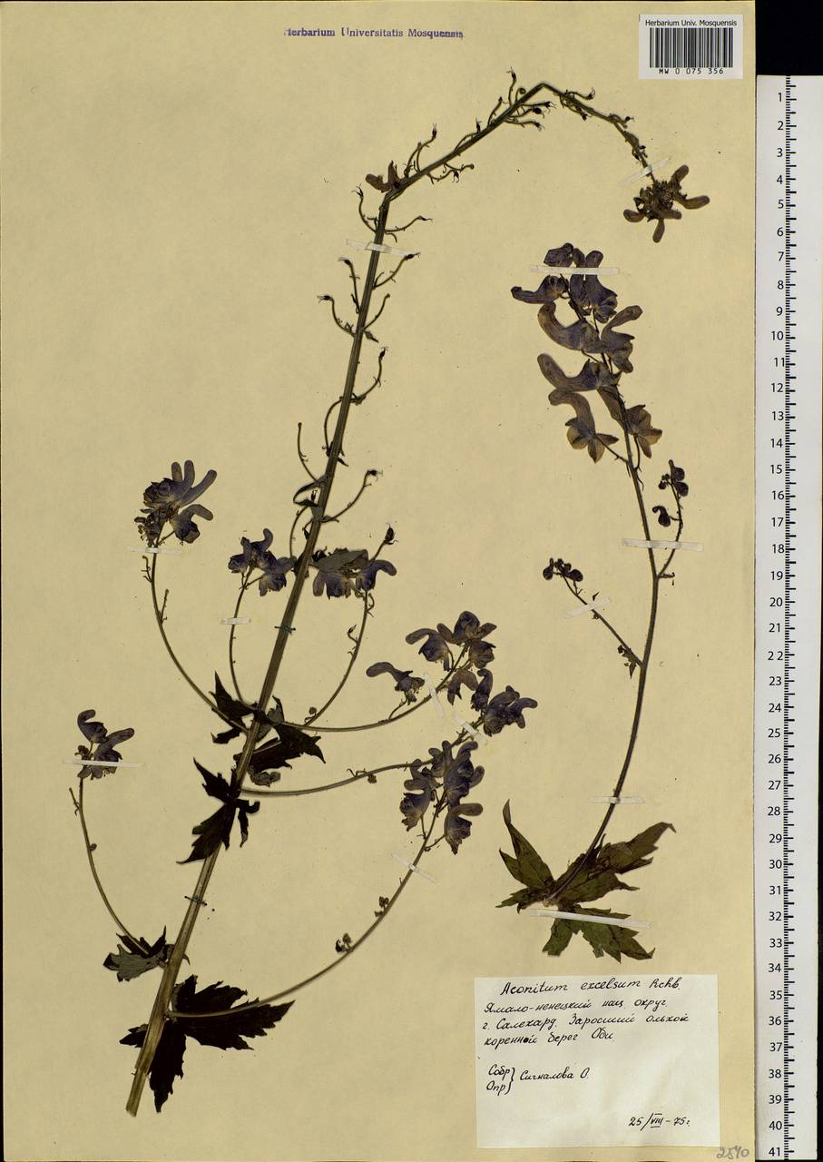 Aconitum septentrionale Koelle, Siberia, Western Siberia (S1) (Russia)