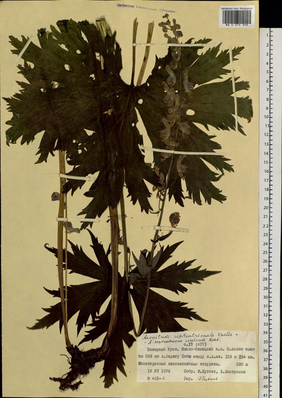 Aconitum septentrionale Koelle, Siberia, Western Siberia (S1) (Russia)