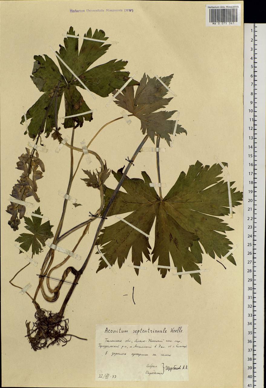 Aconitum septentrionale Koelle, Siberia, Western Siberia (S1) (Russia)