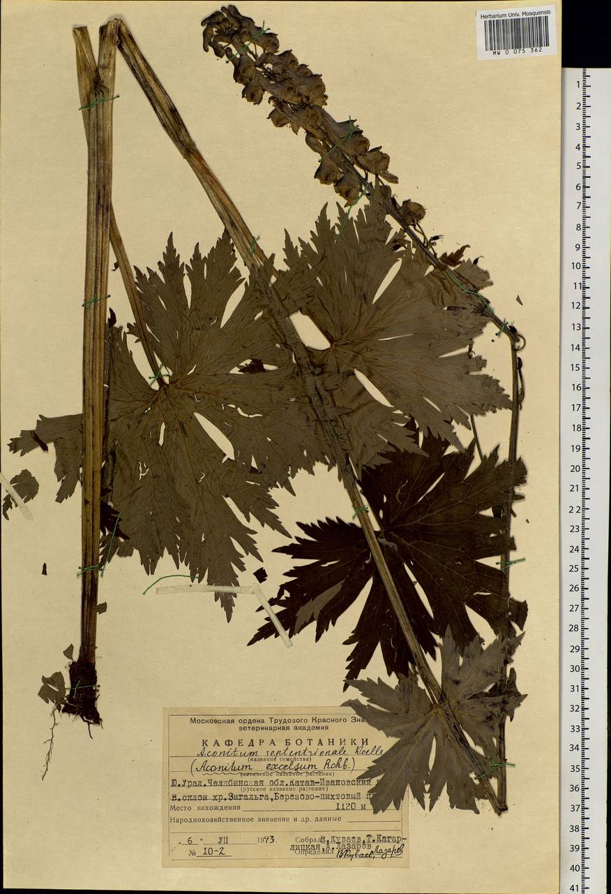 Aconitum septentrionale Koelle, Eastern Europe, Eastern region (E10) (Russia)