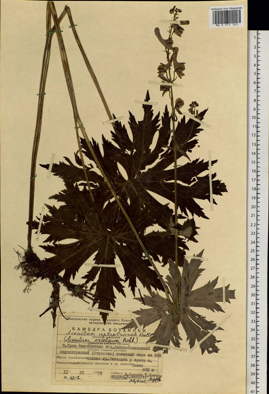 Aconitum septentrionale Koelle, Eastern Europe, Eastern region (E10) (Russia)