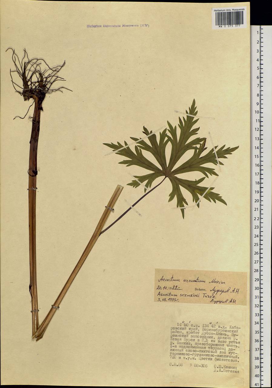 Aconitum sczukinii Turcz., Siberia, Russian Far East (S6) (Russia)