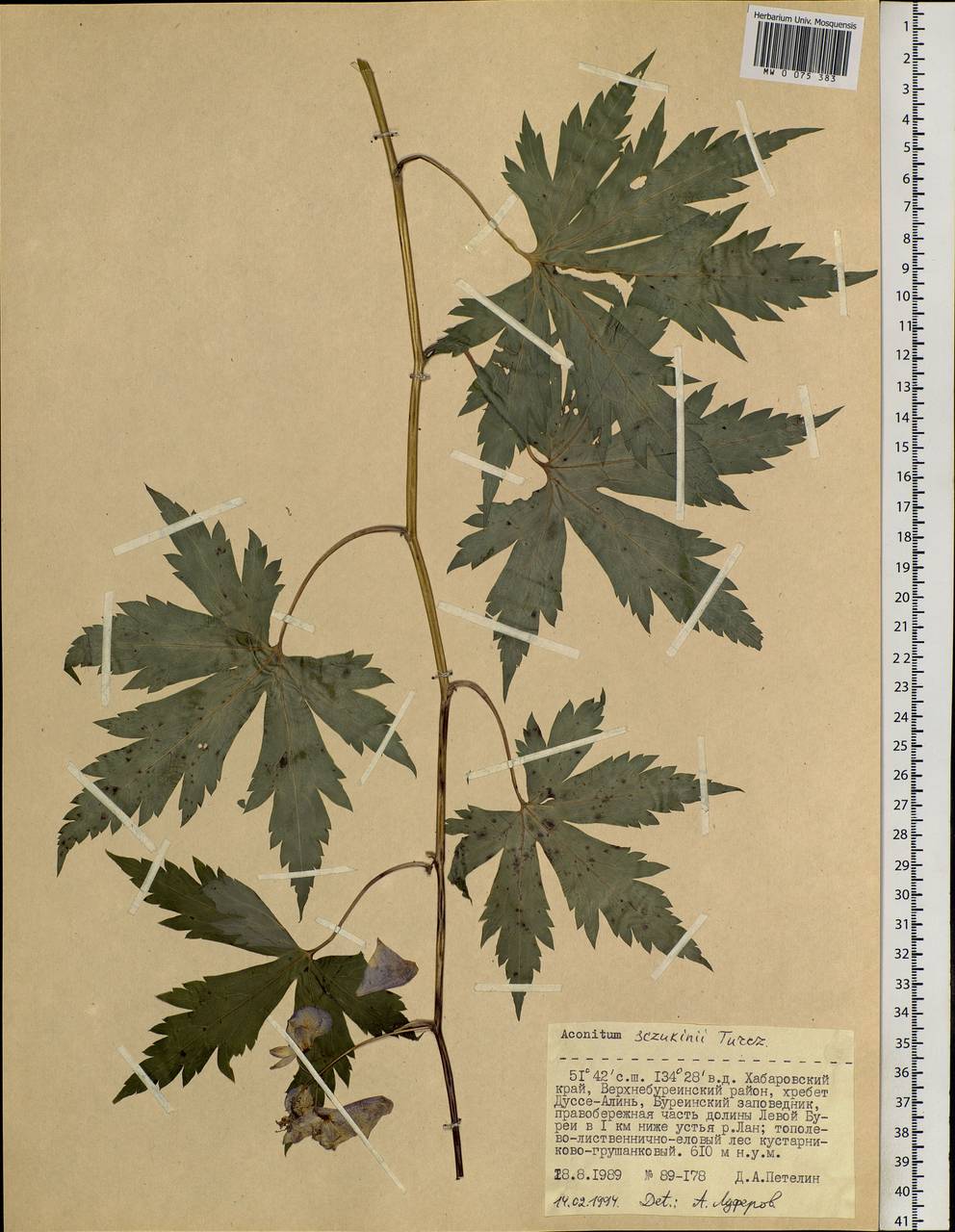 Aconitum sczukinii Turcz., Siberia, Russian Far East (S6) (Russia)