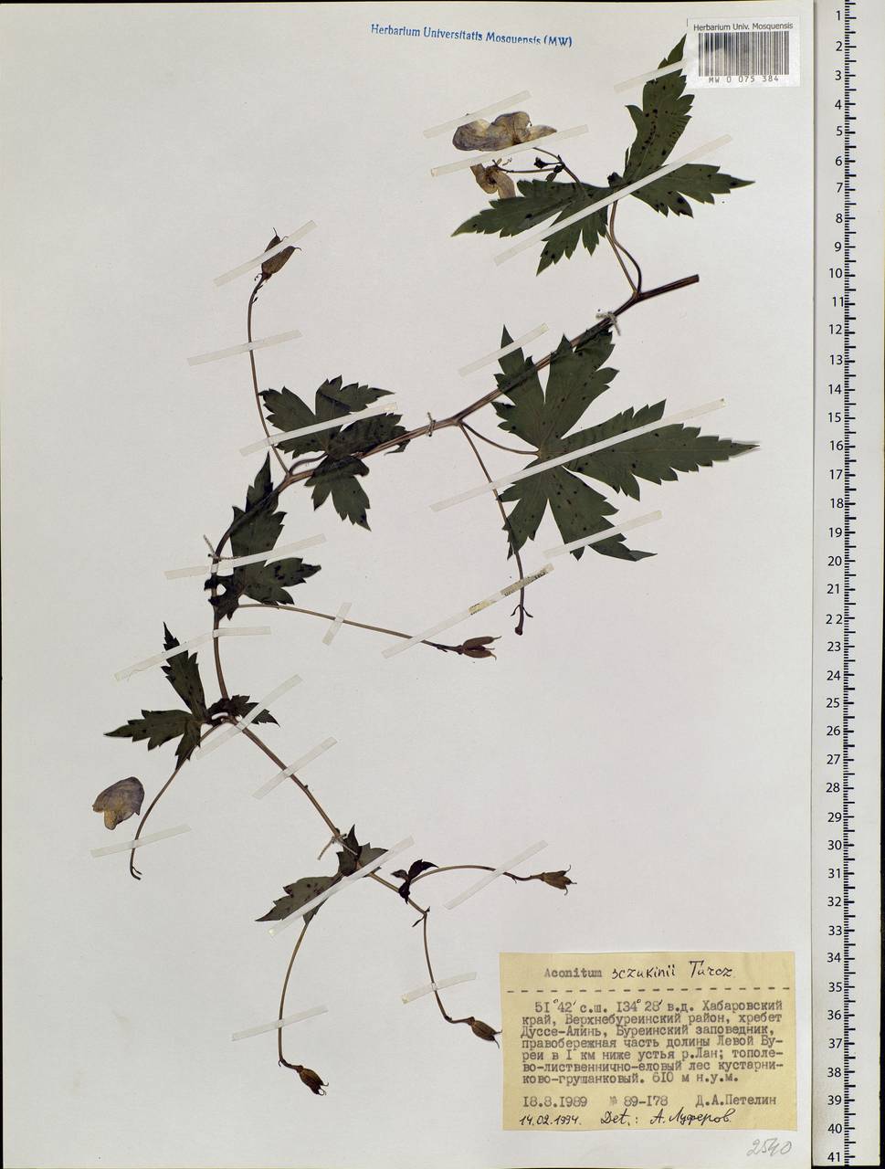 Aconitum sczukinii Turcz., Siberia, Russian Far East (S6) (Russia)