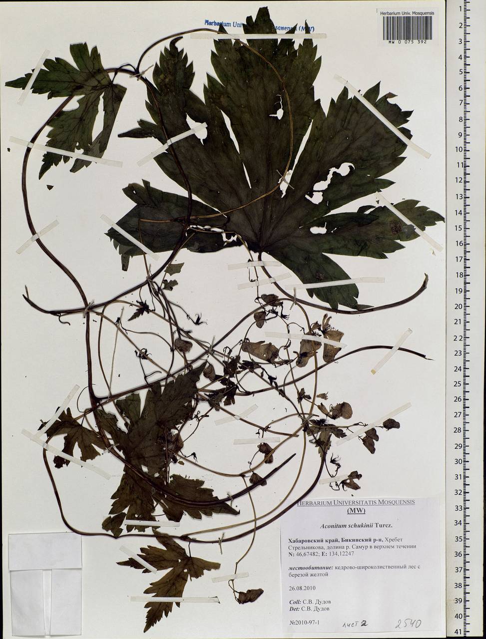 Aconitum sczukinii Turcz., Siberia, Russian Far East (S6) (Russia)