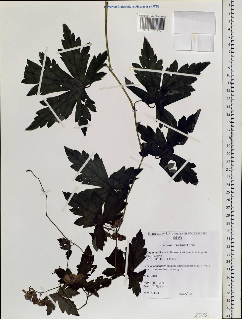 Aconitum sczukinii Turcz., Siberia, Russian Far East (S6) (Russia)