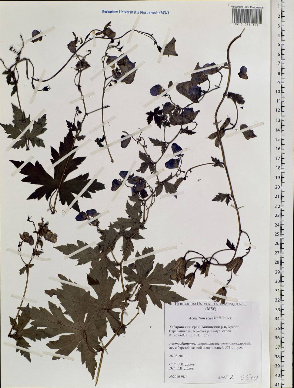 Aconitum sczukinii Turcz., Siberia, Russian Far East (S6) (Russia)