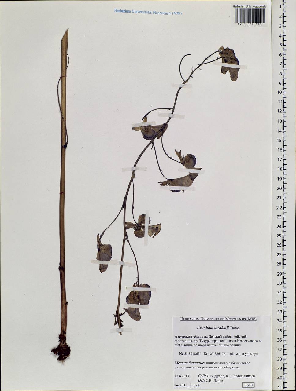 Aconitum sczukinii Turcz., Siberia, Russian Far East (S6) (Russia)