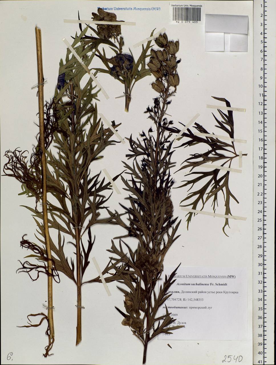 Aconitum sachalinense F.Schmidt, Siberia, Russian Far East (S6) (Russia)
