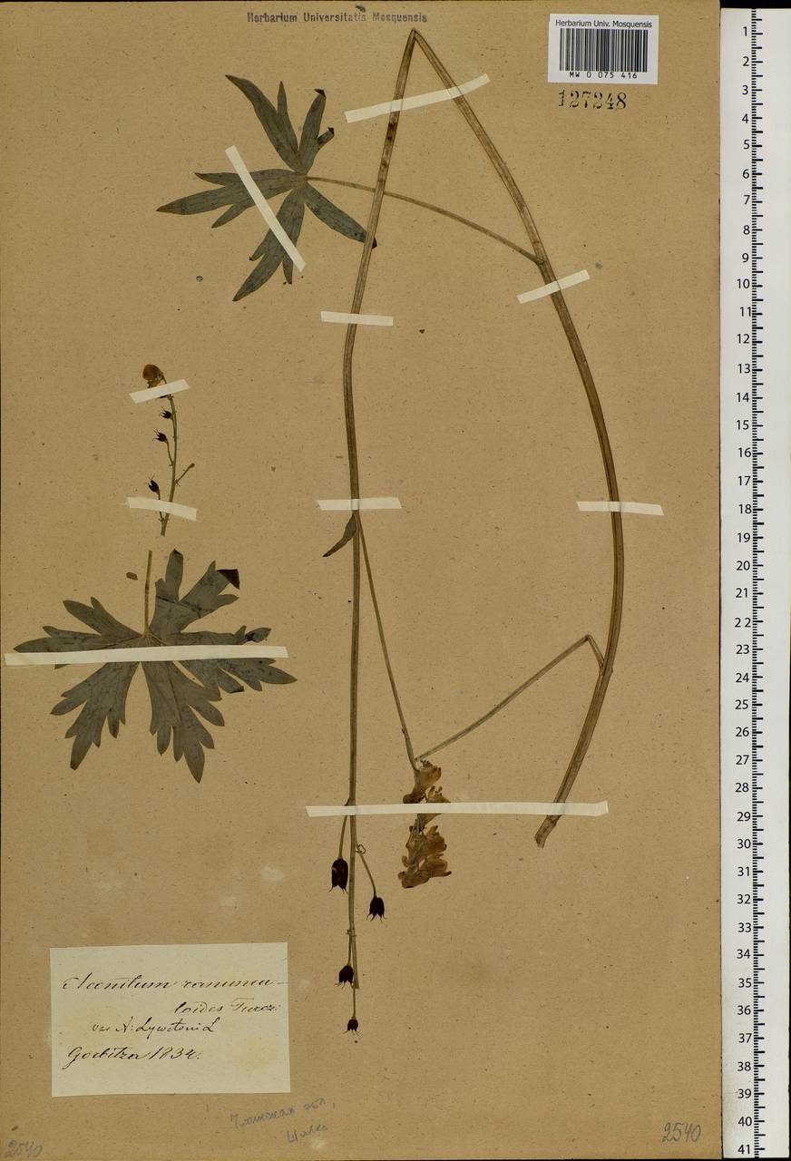 Aconitum ranunculoides Turcz., Siberia, Baikal & Transbaikal region (S4) (Russia)