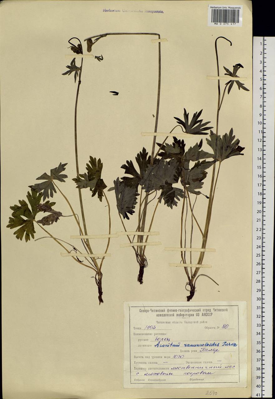 Aconitum ranunculoides Turcz., Siberia, Baikal & Transbaikal region (S4) (Russia)