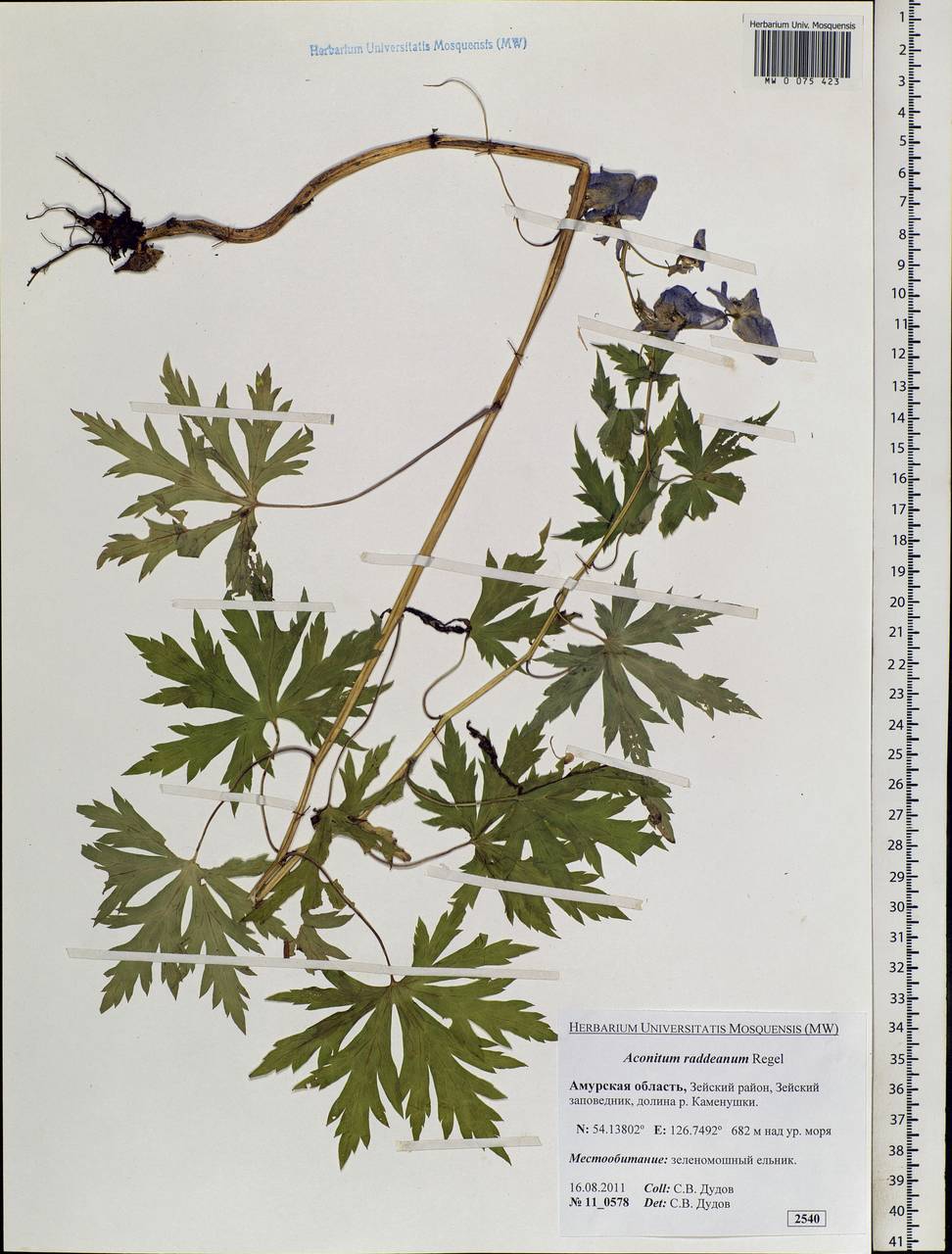 Aconitum raddeanum Regel, Siberia, Russian Far East (S6) (Russia)
