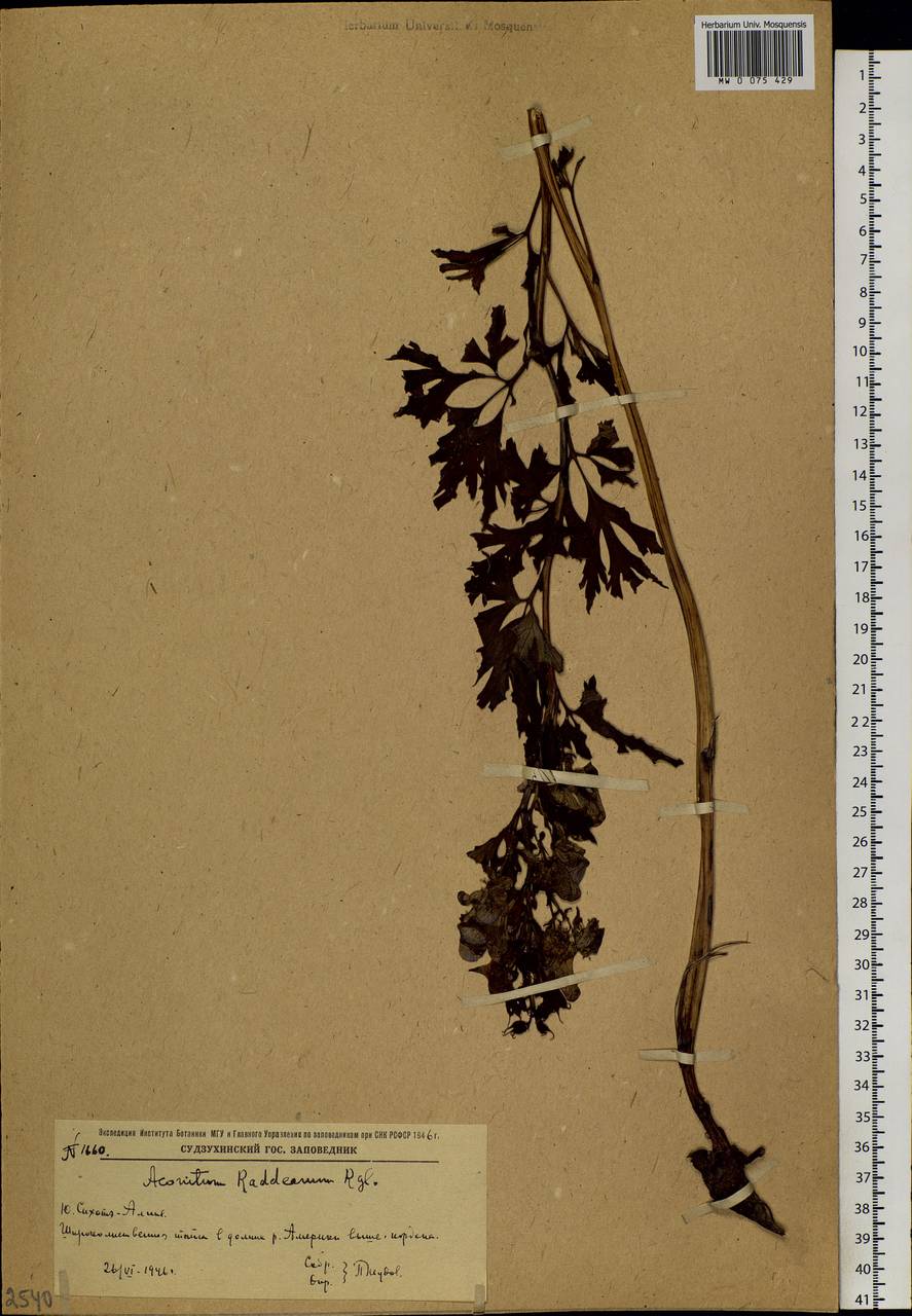 Aconitum raddeanum Regel, Siberia, Russian Far East (S6) (Russia)