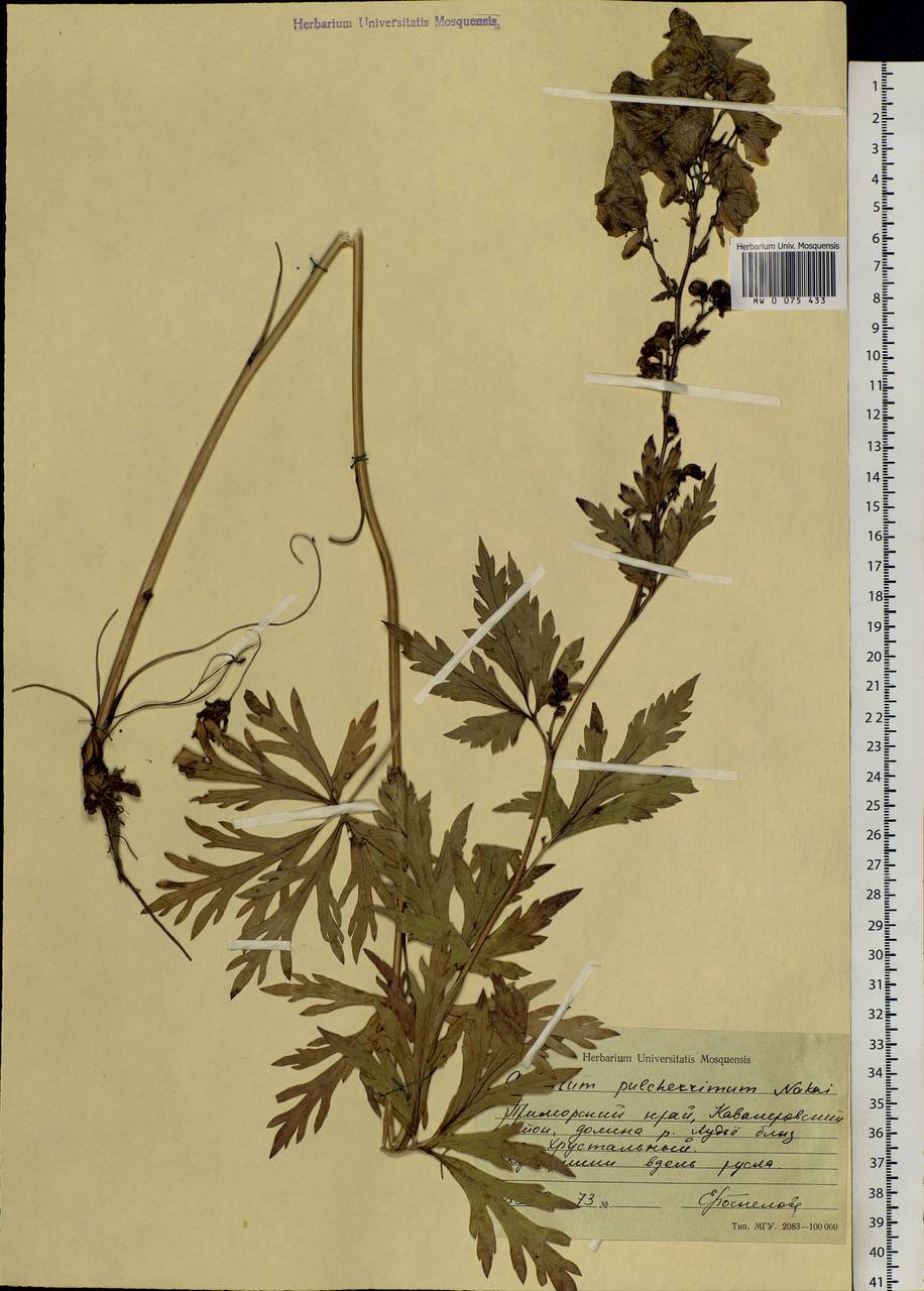 Aconitum kusnezoffii Rchb., Siberia, Russian Far East (S6) (Russia)