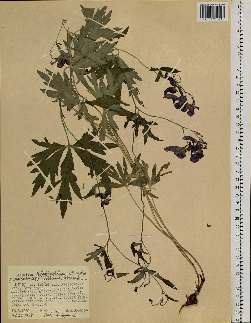 Aconitum delphinifolium subsp. pseudokusnezowii (Vorosch.) Vorosch., Siberia, Russian Far East (S6) (Russia)