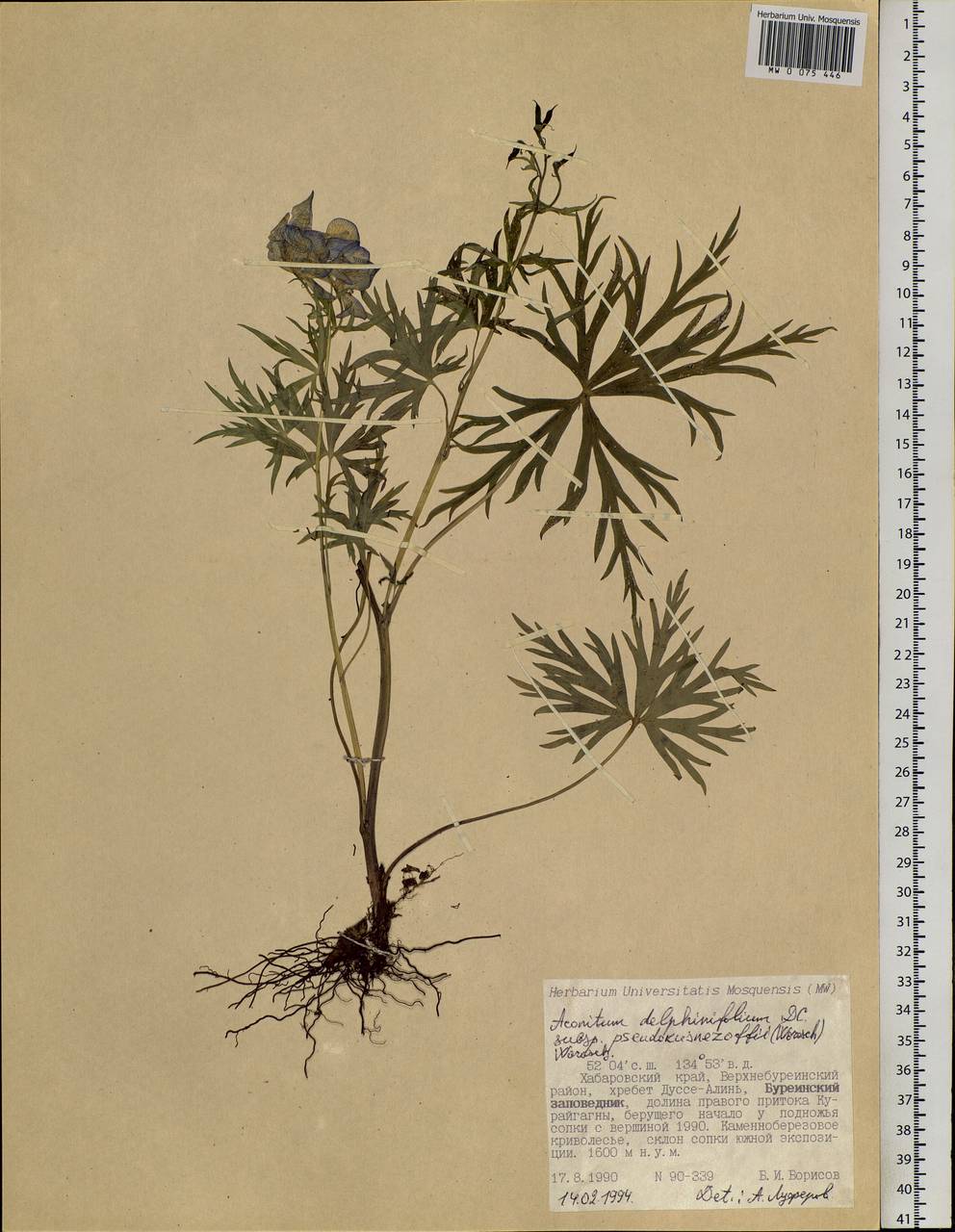 Aconitum delphinifolium subsp. pseudokusnezowii (Vorosch.) Vorosch., Siberia, Russian Far East (S6) (Russia)