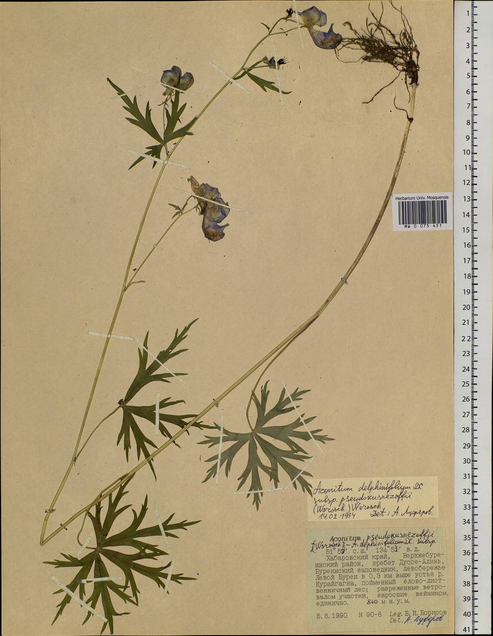 Aconitum delphinifolium subsp. pseudokusnezowii (Vorosch.) Vorosch., Siberia, Russian Far East (S6) (Russia)