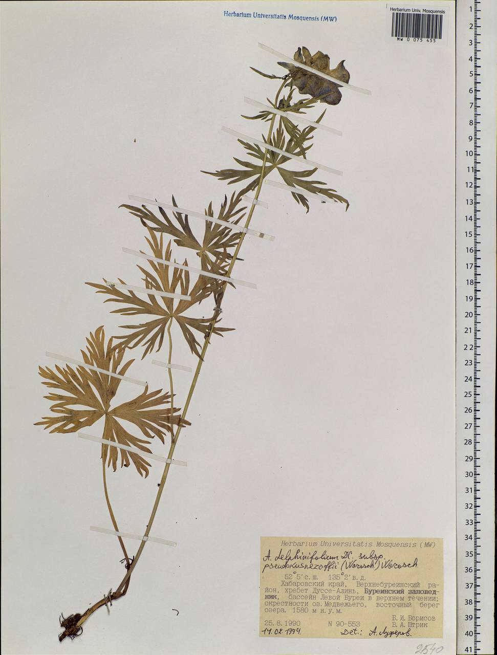 Aconitum pseudokusnezowii Vorosch., Siberia, Russian Far East (S6) (Russia)