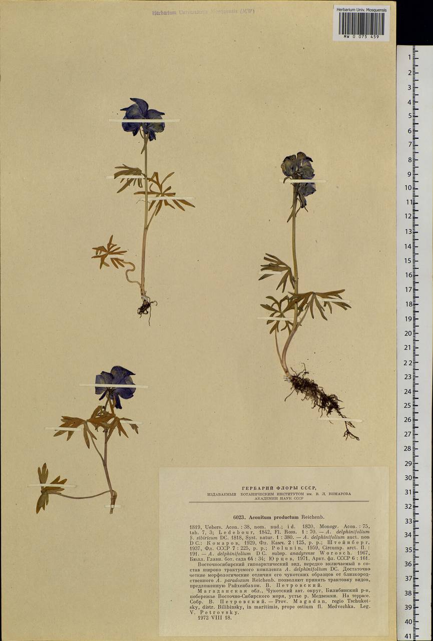 Aconitum delphinifolium subsp. productum (Rchb.) Vorosch., Siberia, Chukotka & Kamchatka (S7) (Russia)