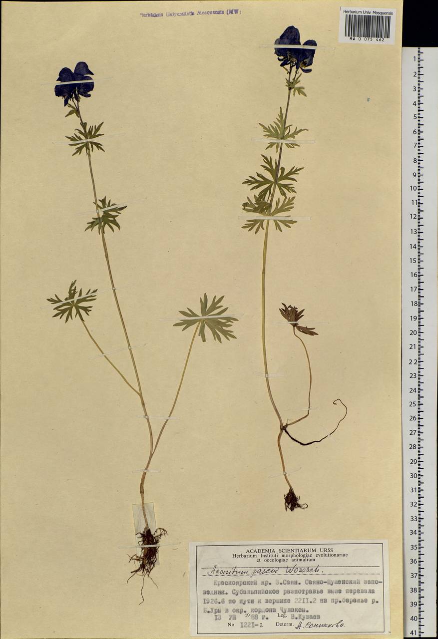 Aconitum paskoi Vorosch., Siberia, Altai & Sayany Mountains (S2) (Russia)
