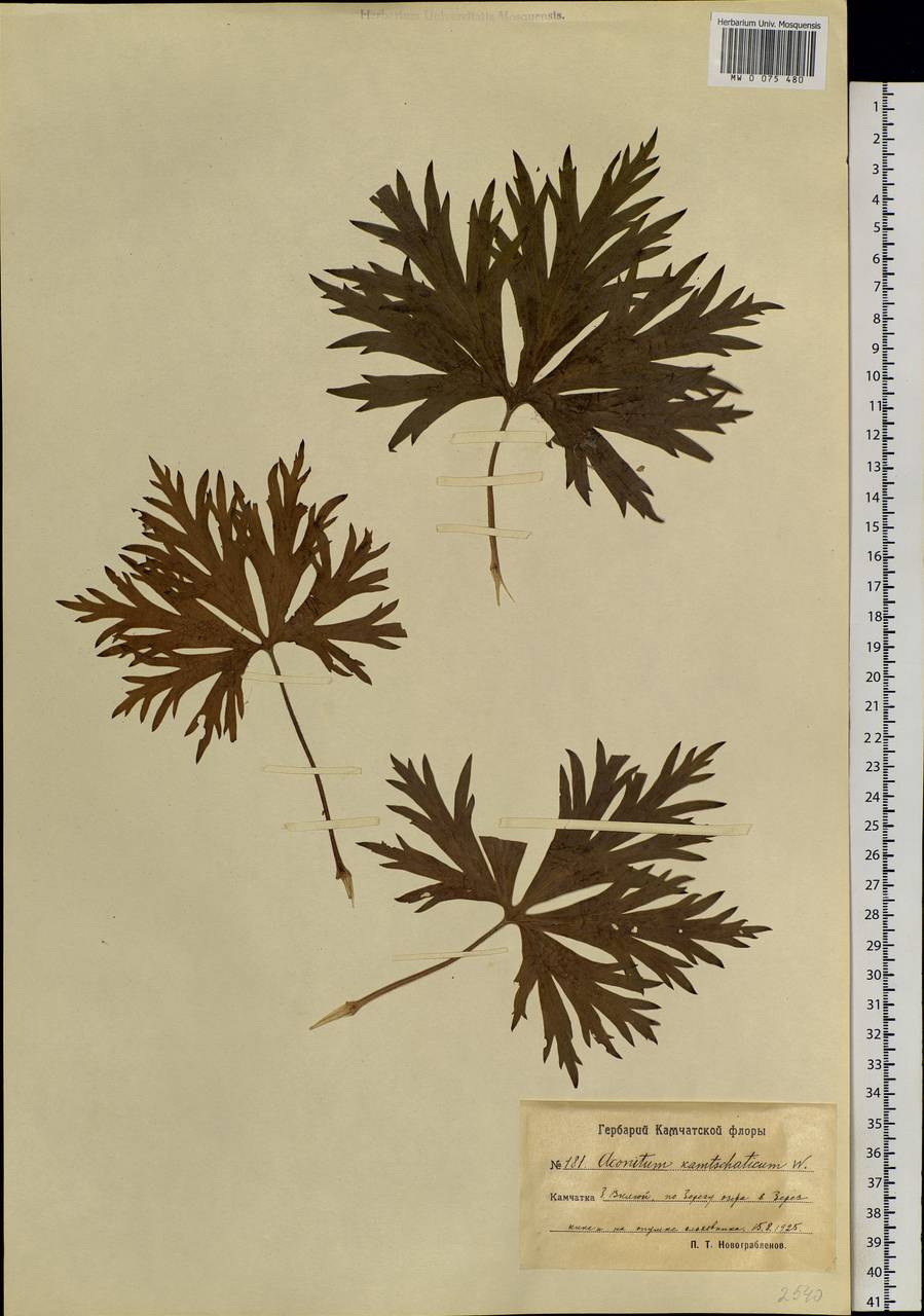 Aconitum maximum Pall. ex DC., Siberia, Chukotka & Kamchatka (S7) (Russia)