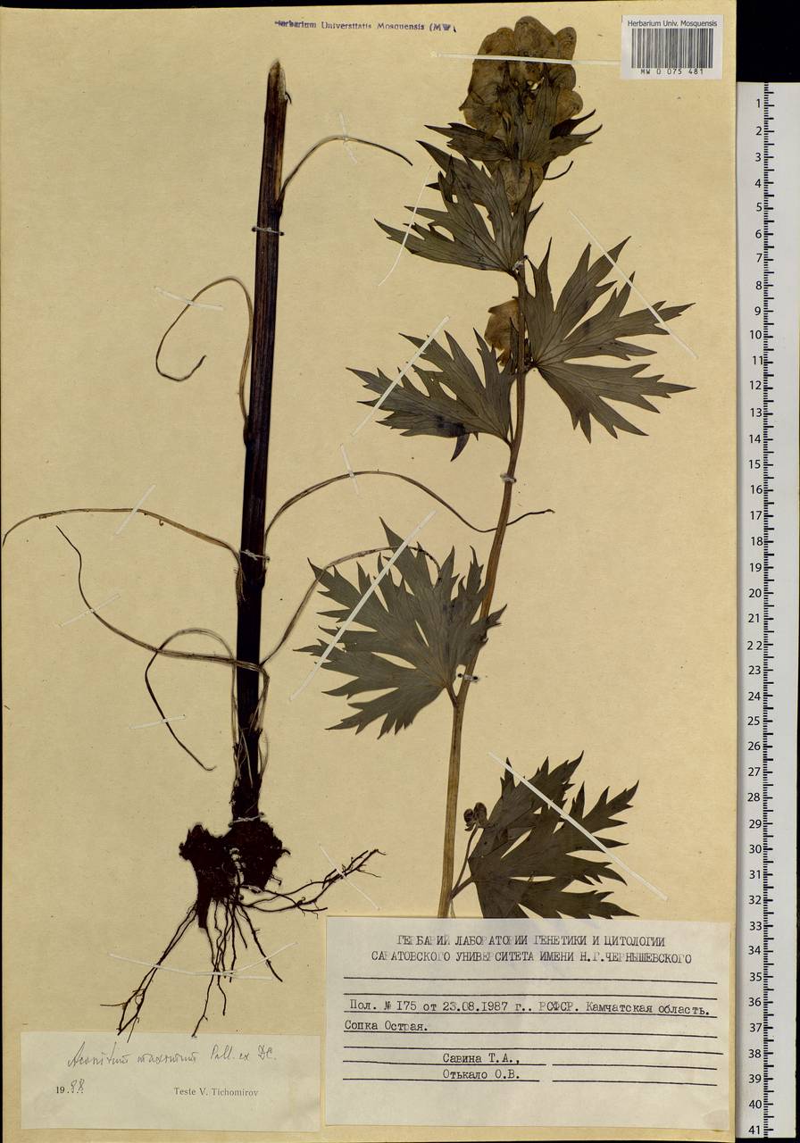 Aconitum maximum Pall. ex DC., Siberia, Chukotka & Kamchatka (S7) (Russia)