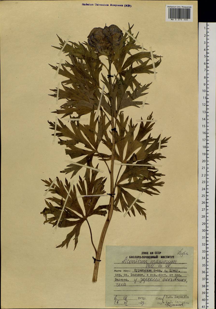 Aconitum maximum Pall. ex DC., Siberia, Russian Far East (S6) (Russia)